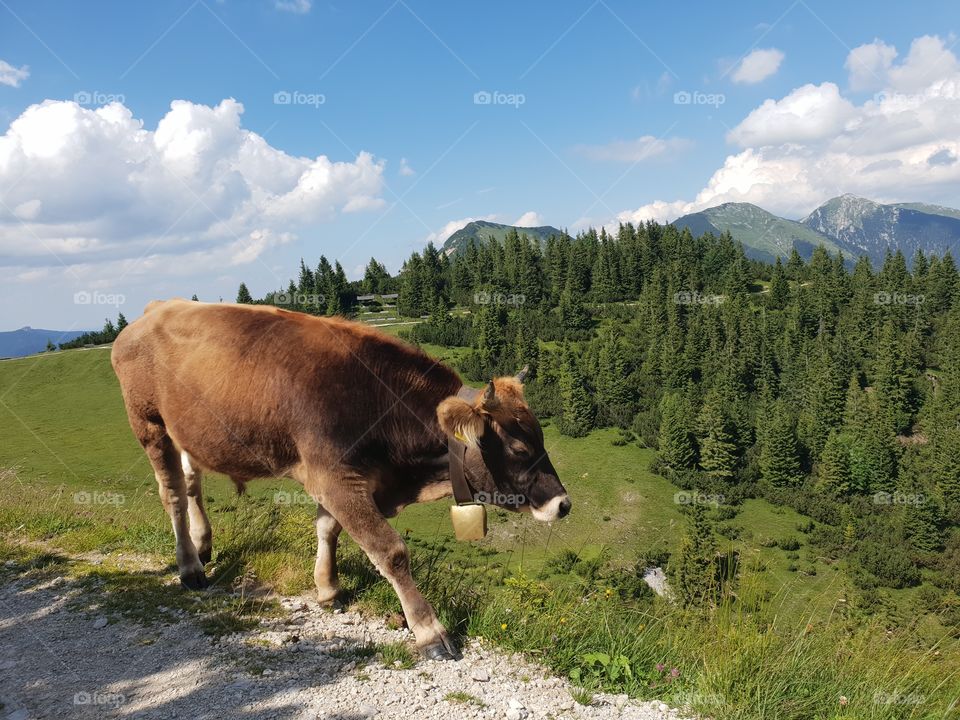 free range cow in Bavaria, Germany