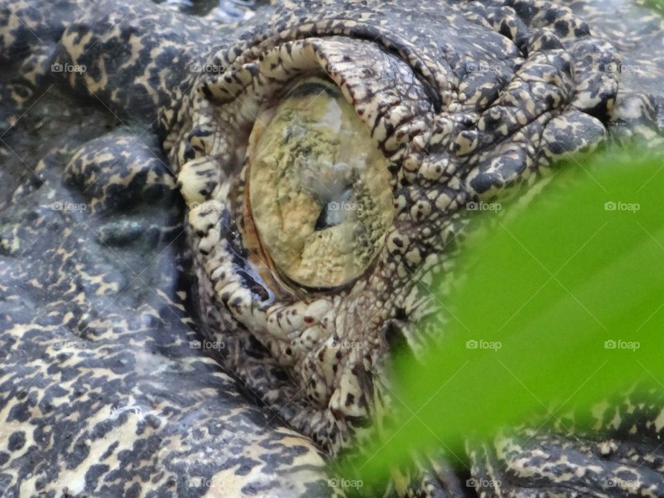 croc eye