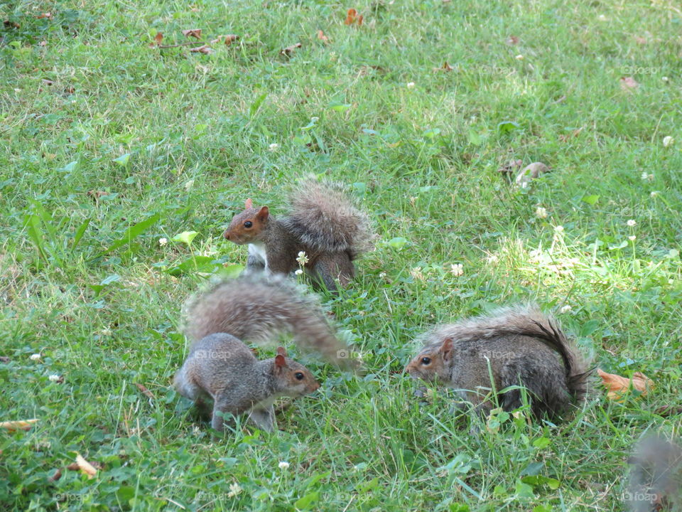 Squirrels 