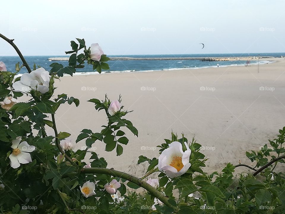 Green, Flower, nature, sea, sand, landscape, beach,