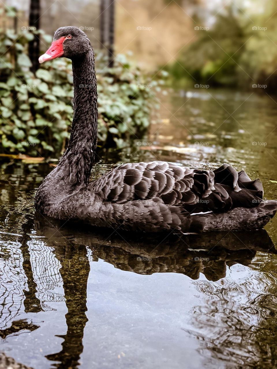 black swan