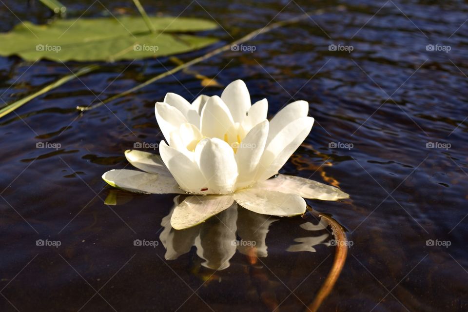 Water Lily 