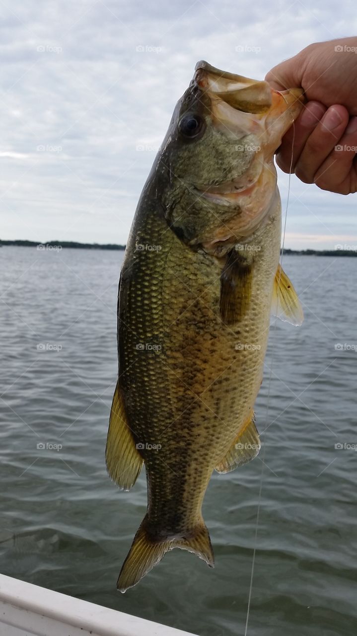 largemouth bass on the lake