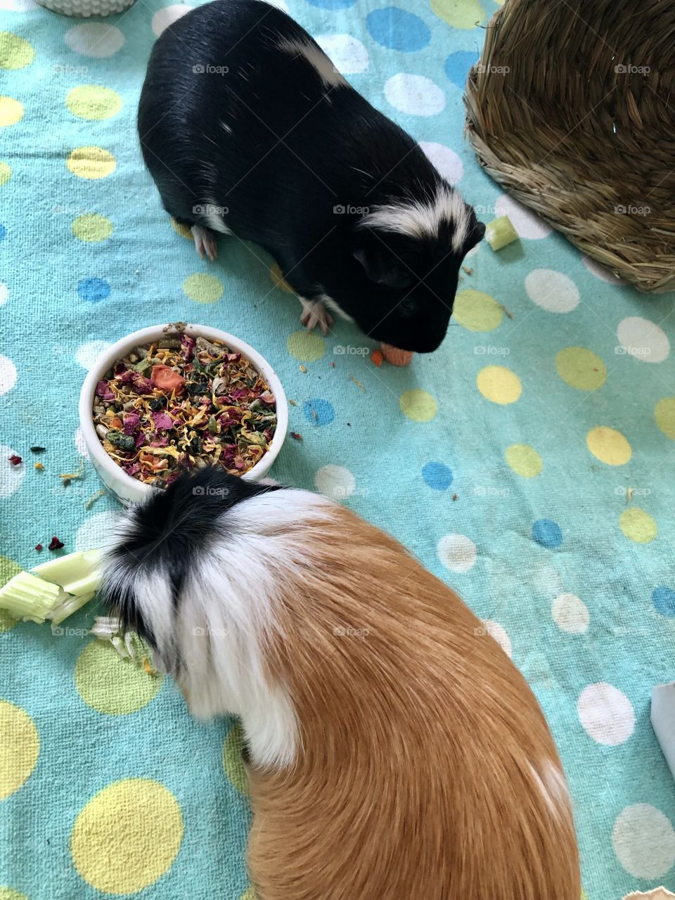 Two adorable hungry guinea pigs 