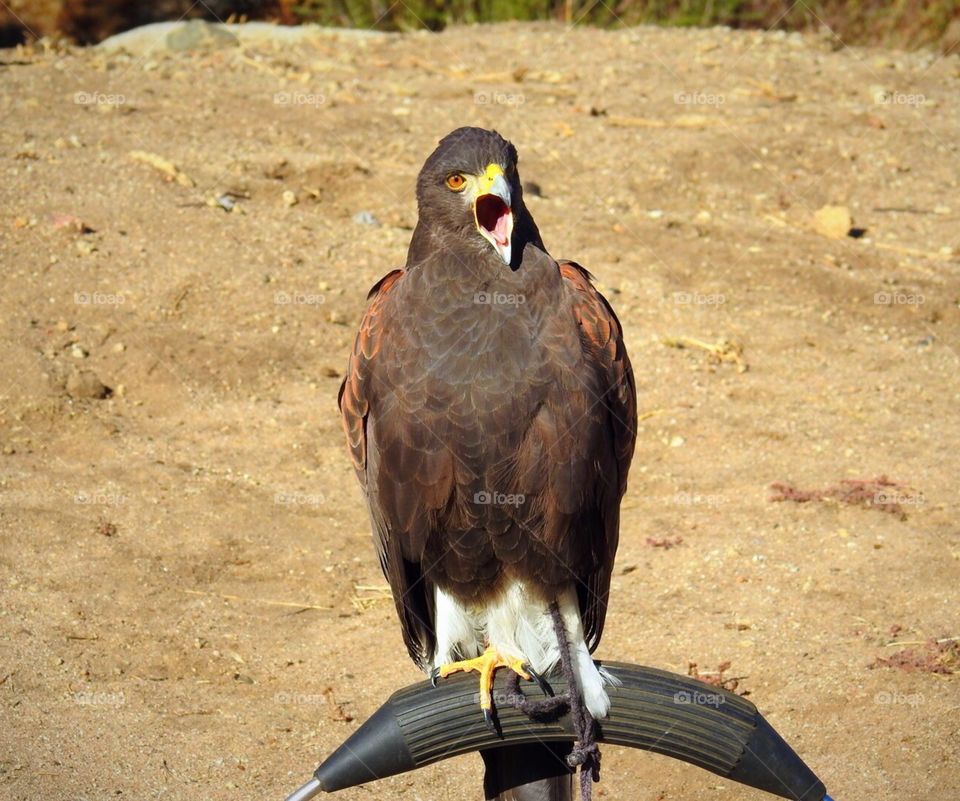 Harris’s Hawk
