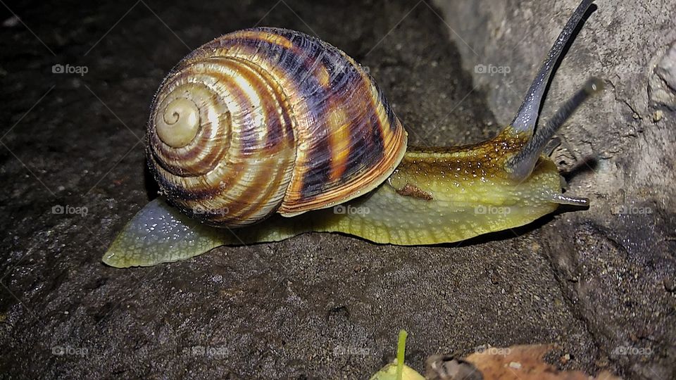 Snail