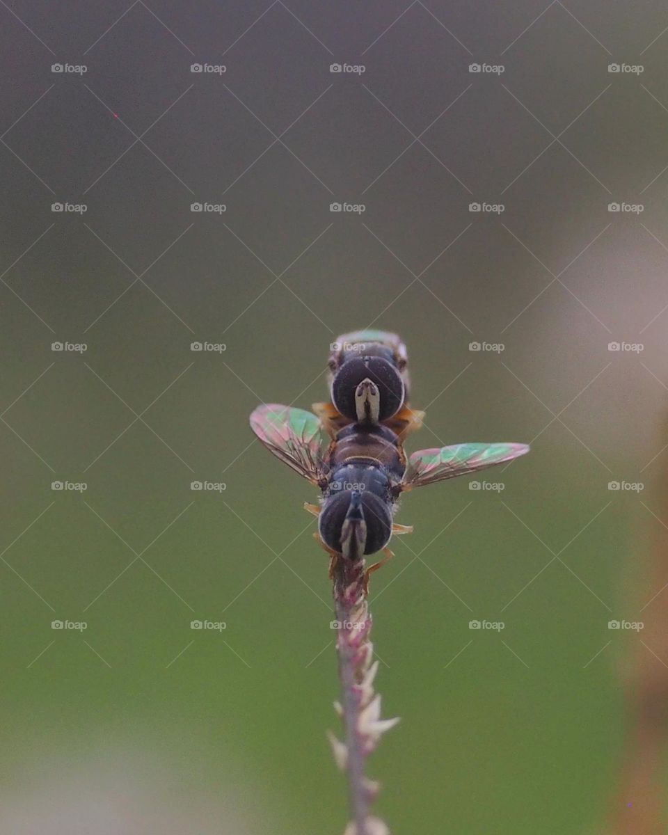 hoverflies (mating moment)