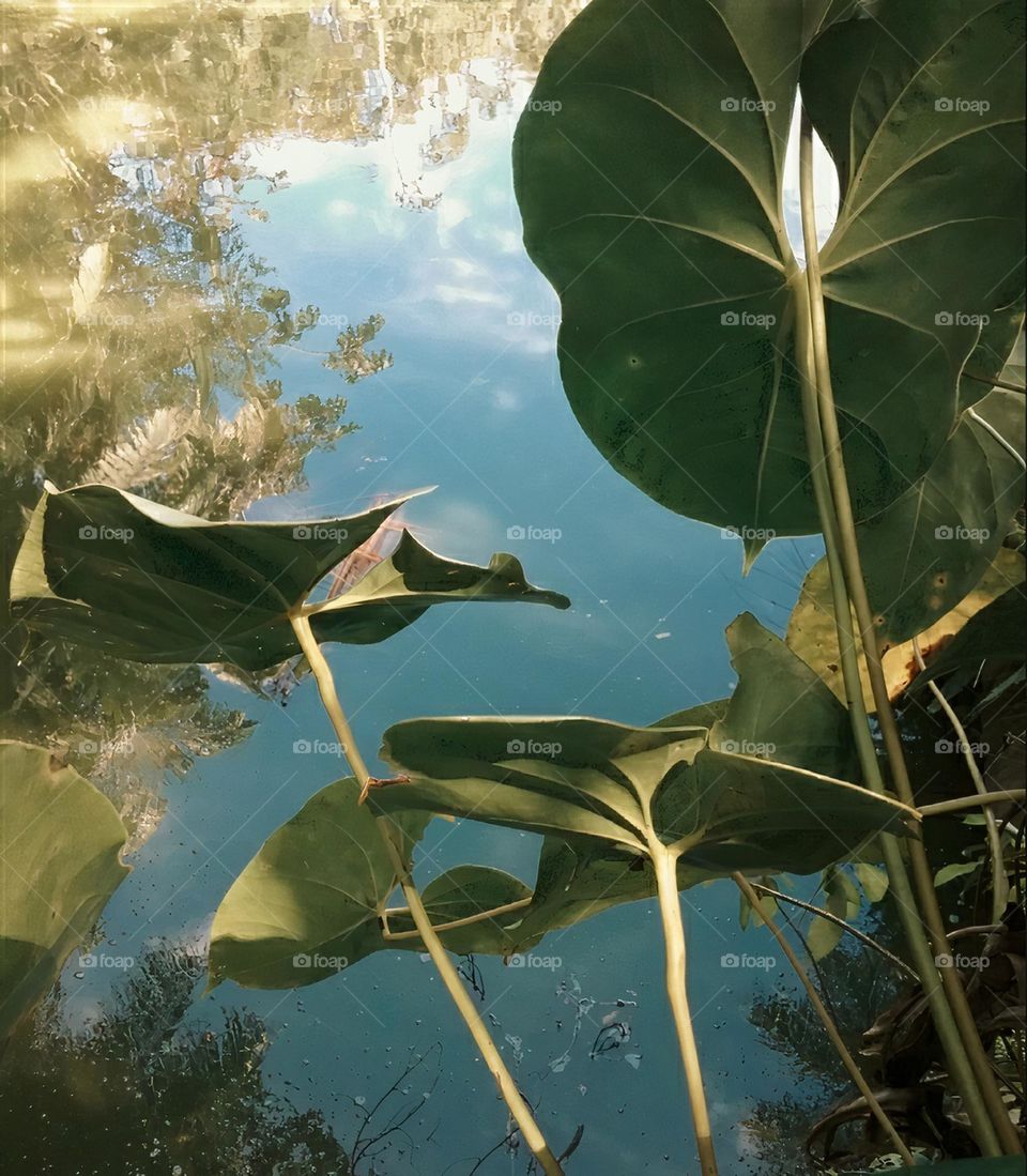Reflexos na agua do lago