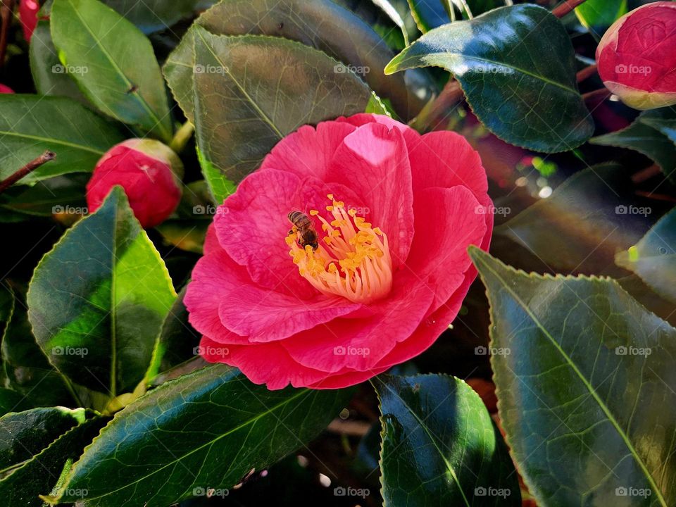 Red camelia flowers in the nest of their green foliage in Locmiquélic