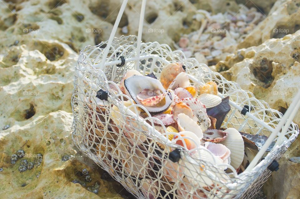 A white basket filled with exotic sea shells 