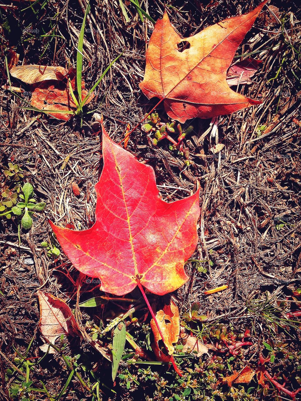 Out walking the dogs. Autumnal colour