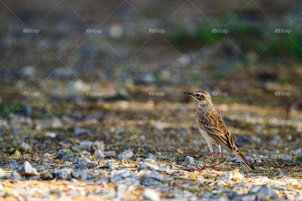 A ground story of a pipit who plays alone in a stone field searching her pair through their lovable chirps