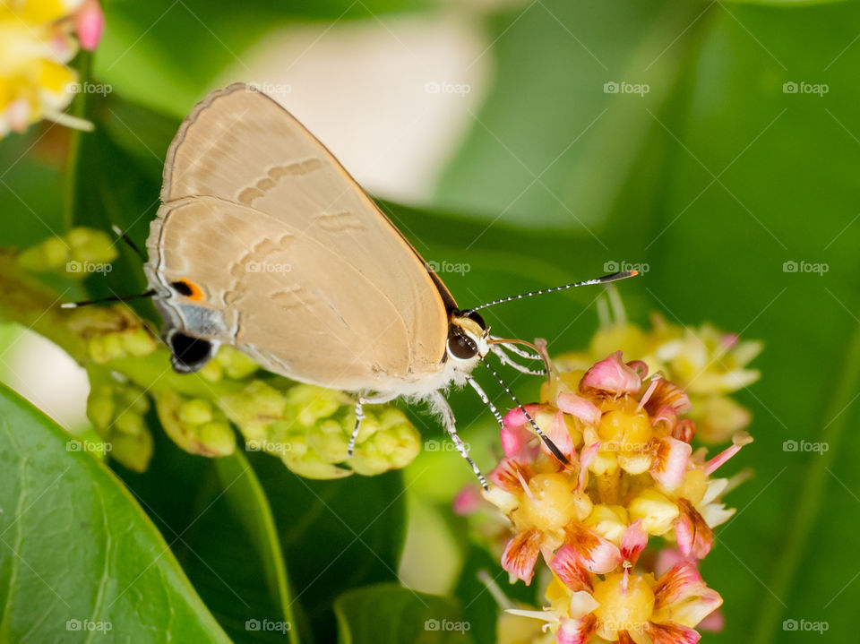 Beautiful Moth