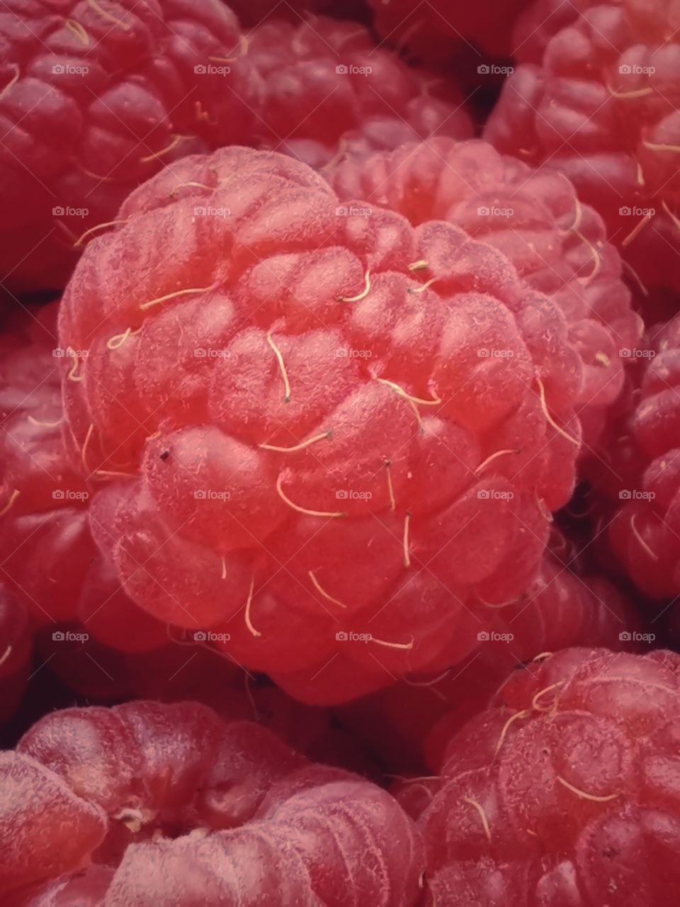 Fromboise berry hand happy view bio fresh yummy healthy Red raspberry nature eco vegan juicy fruits