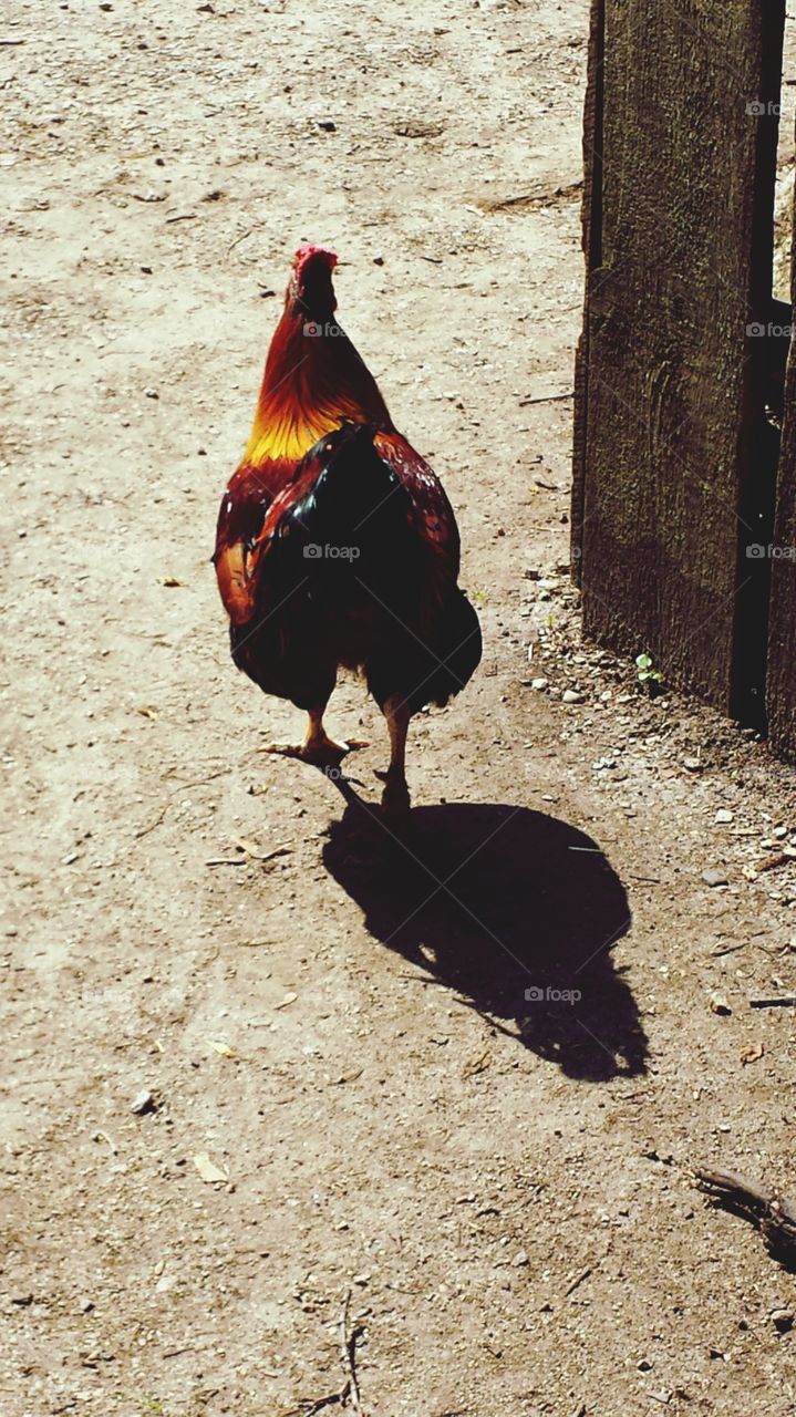 rooster on the go