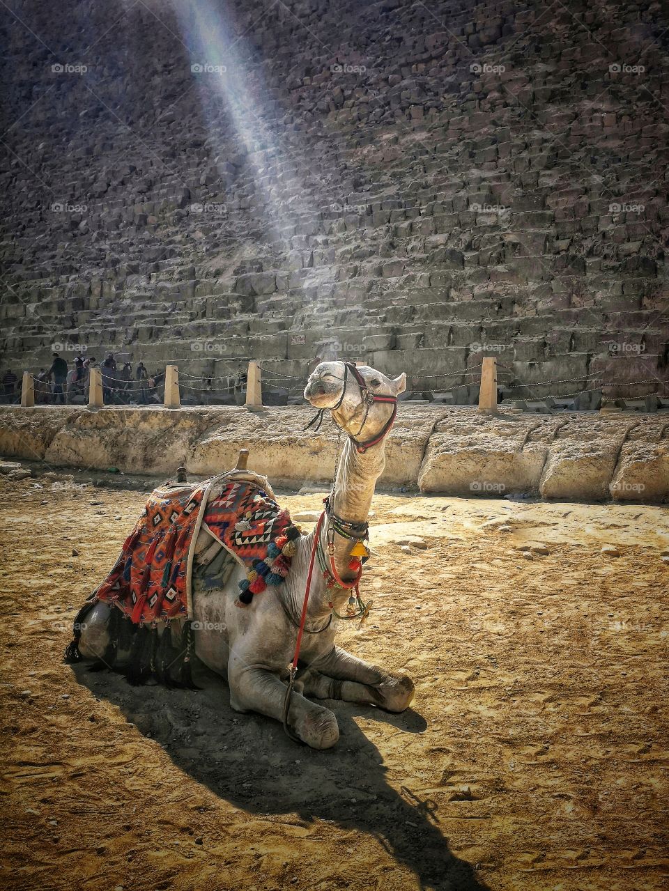 A camel at Pyramids of Giza
