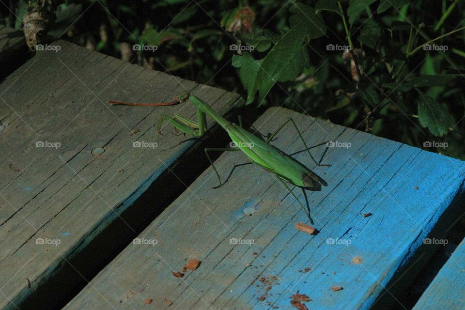 Preying Mantis