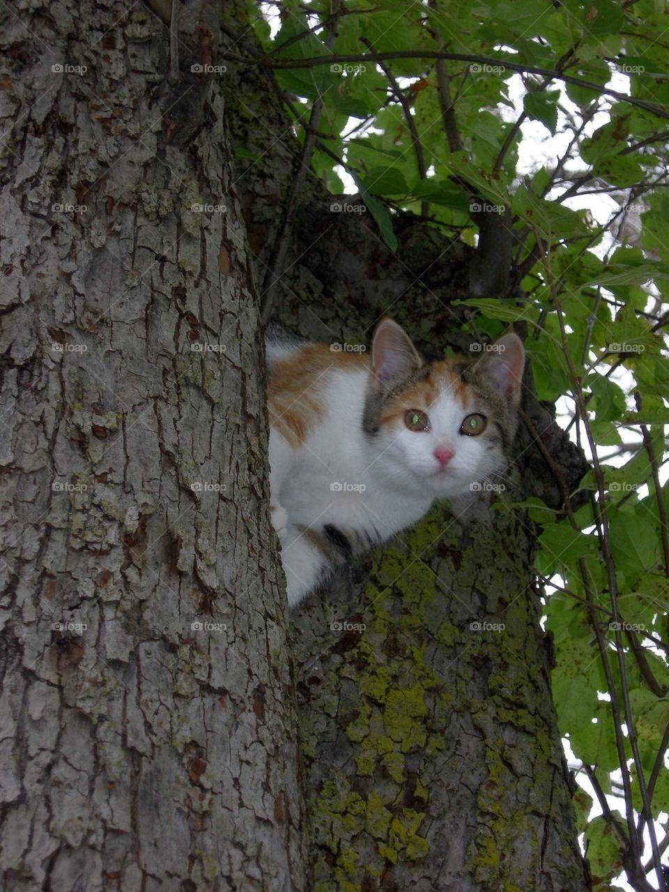 Lookout Cat