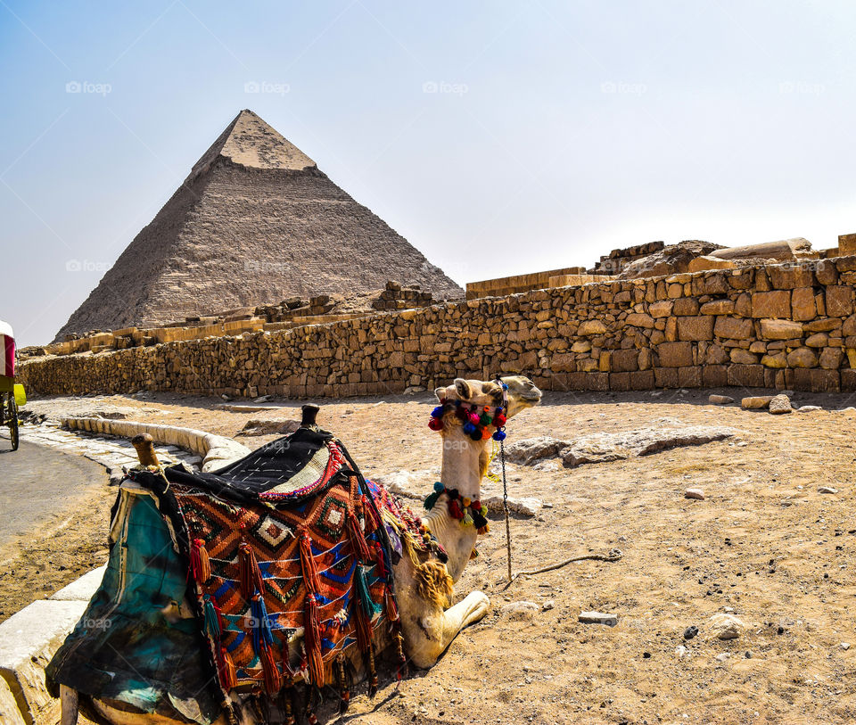 Camel and giza pyramids