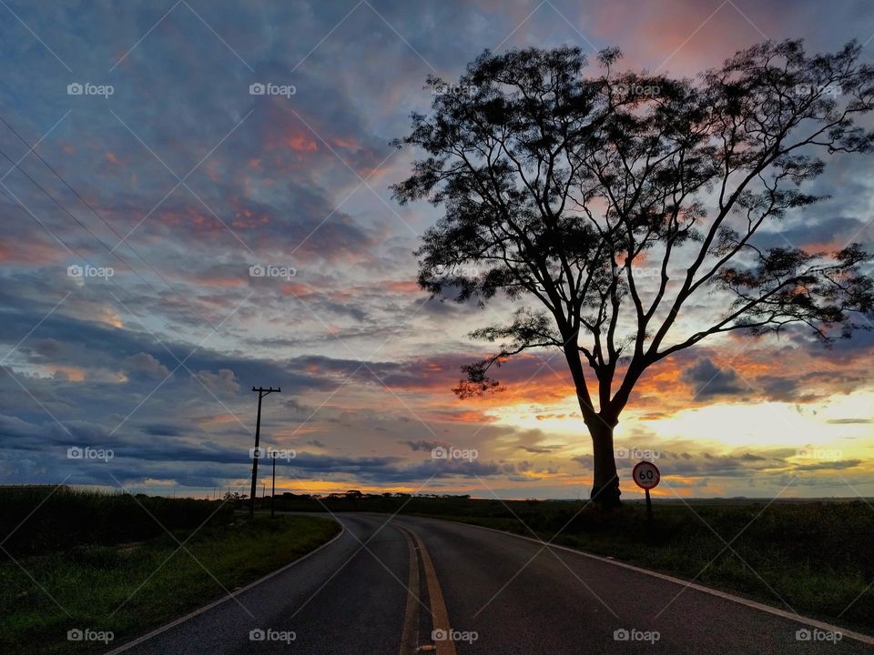 On the road contemplating the magnificent horizon that presents a sky covered by clouds colored by the sunset leaving a tree in evidence