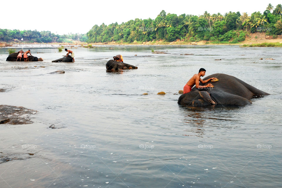 elephants with driver's