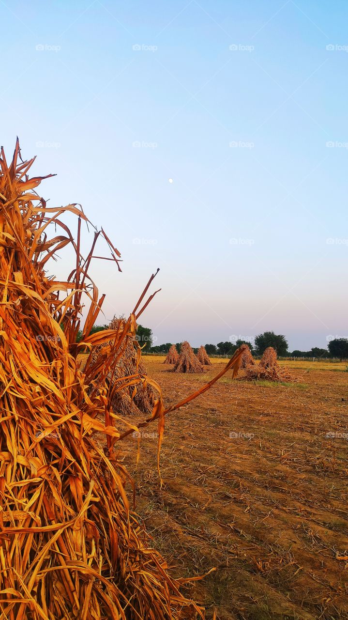 Rural life - field life. 3-4 months of hard work of a farmer standing ready in front of his eyes. Crop of Bajra🌾or gold of farmer clicked in beautiful evening where one side Moon and other side Sun's showering thy blessing on it in clear sky. Nature