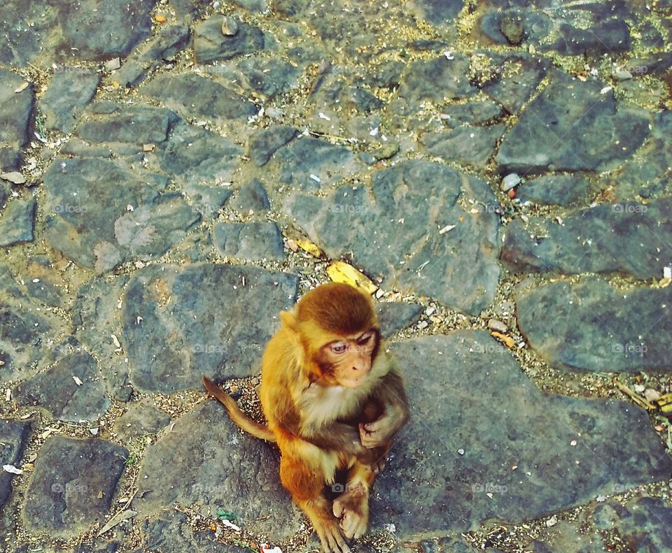 High angle view of baby monkey