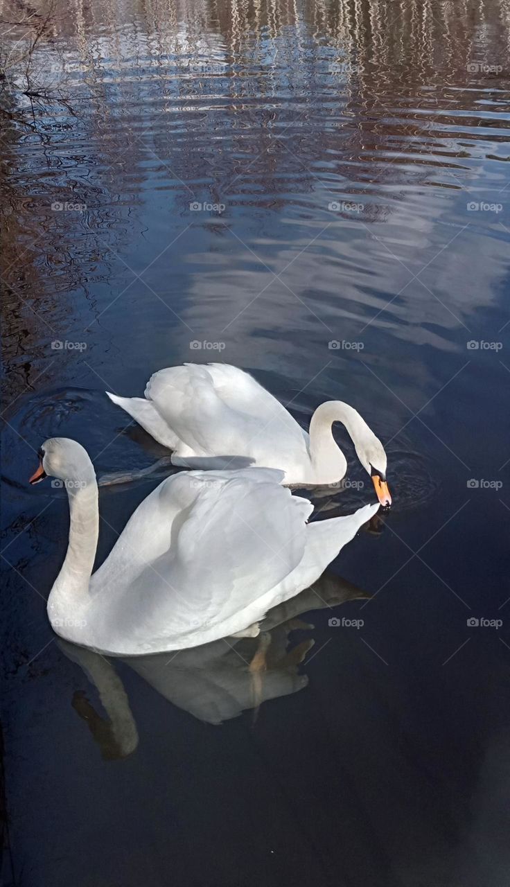 couple of swans
