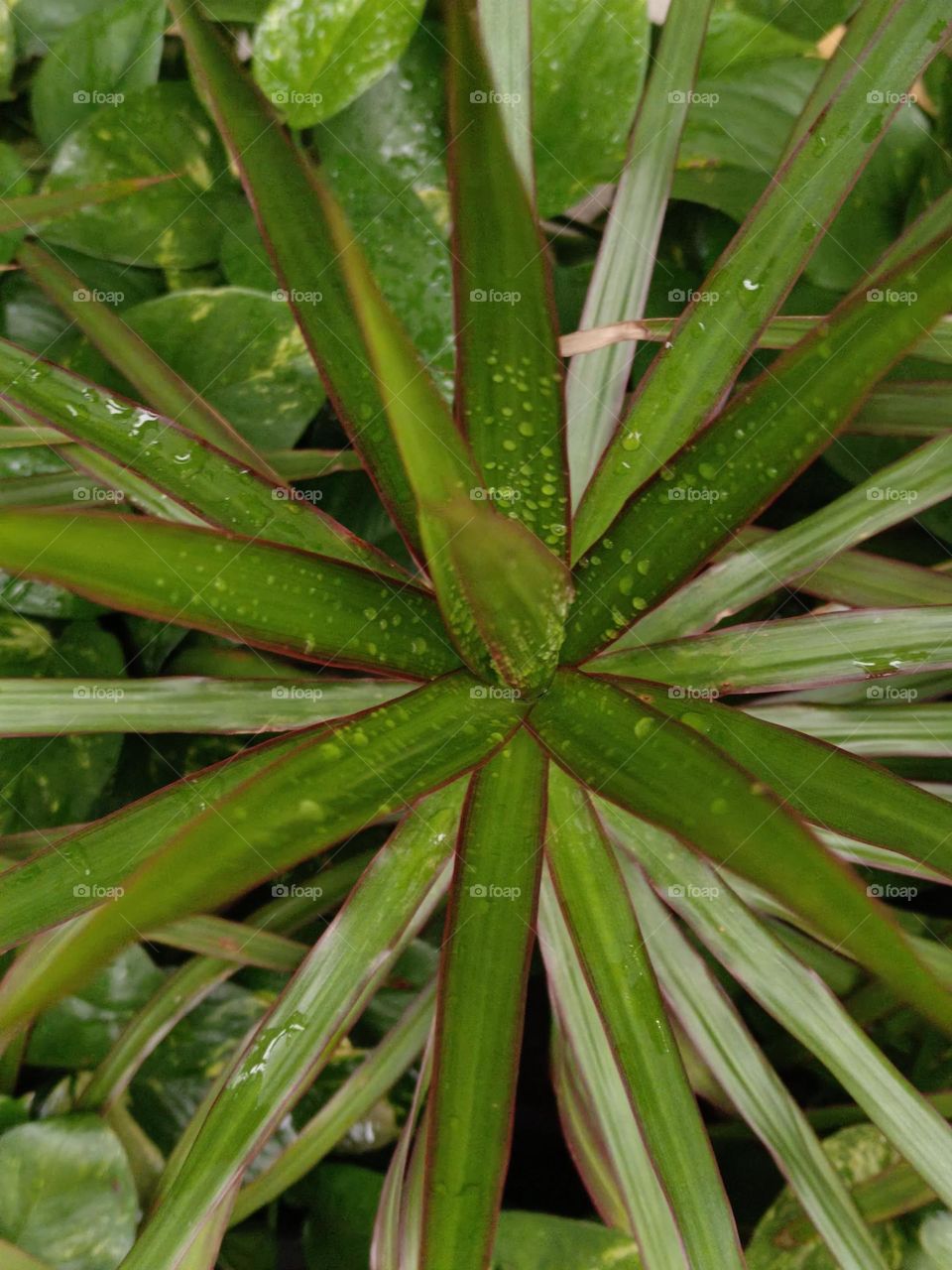 Dracaena marginata