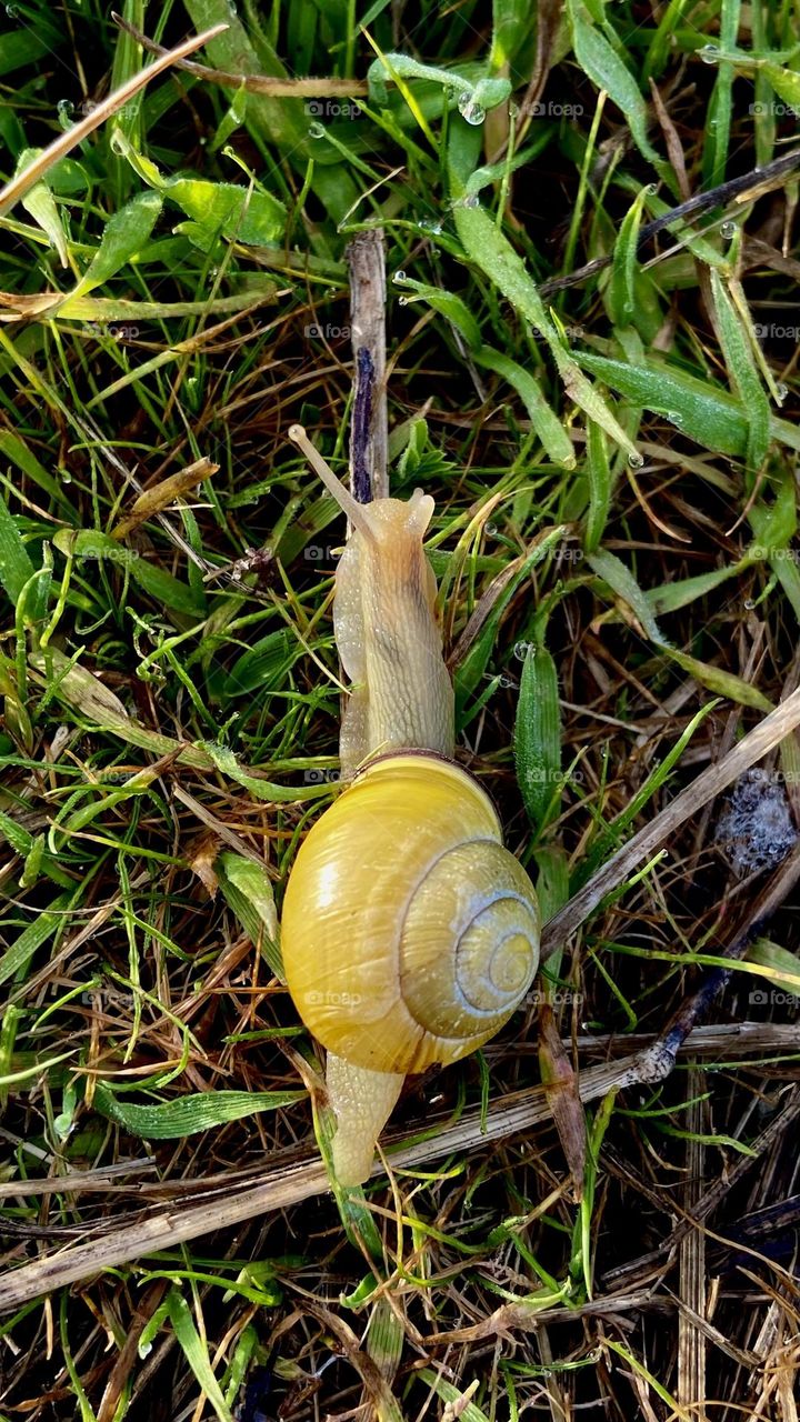 Snail climbing a stick in the grass