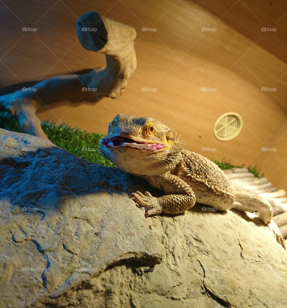 Bearded dragon