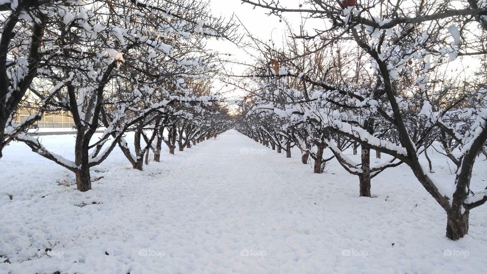 Rows of apple trees in the winter