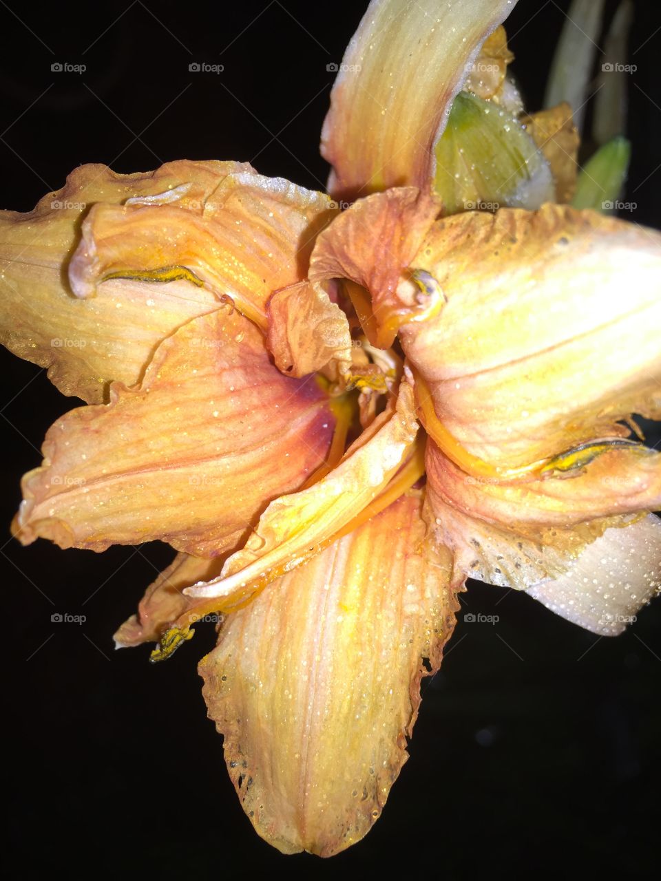 A beautiful orange closeup of a flower.