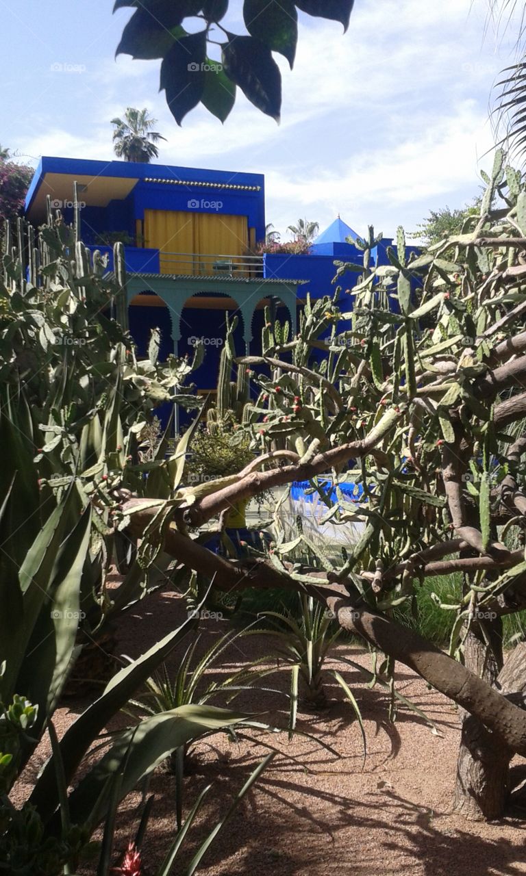 house jungle . Beauty of cactus 
