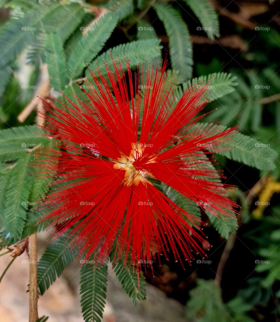 magenta flower