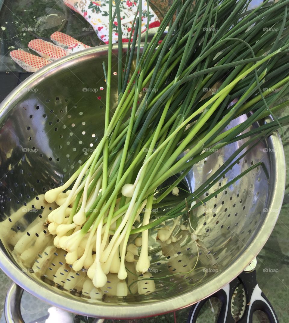 Fresh spring onions 