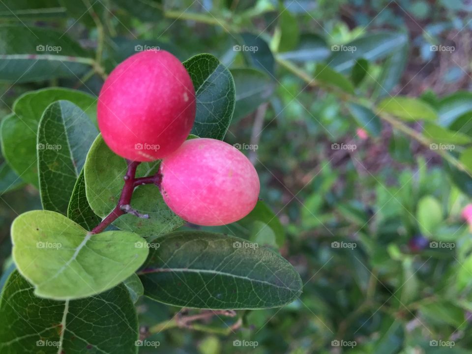 Fruit 