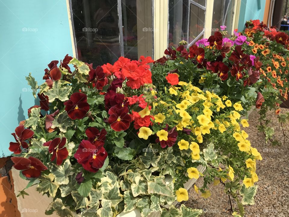 Window box with spring flowers 