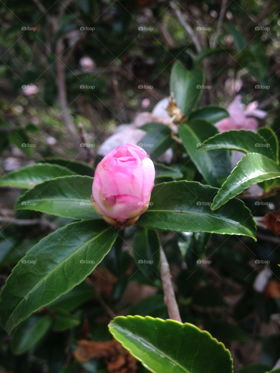 Chrysanthemum Bud