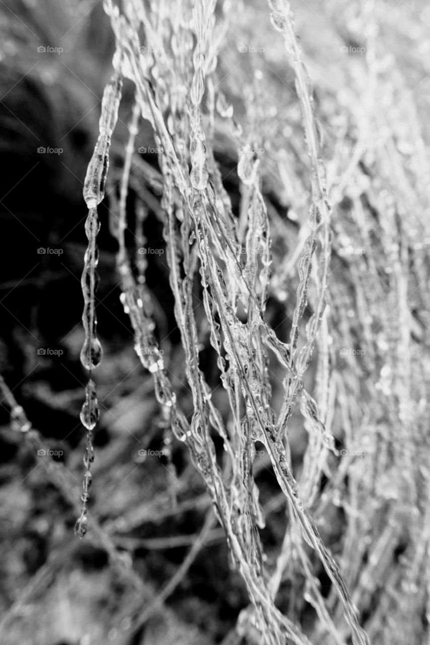 Black and white shot of frozen grass