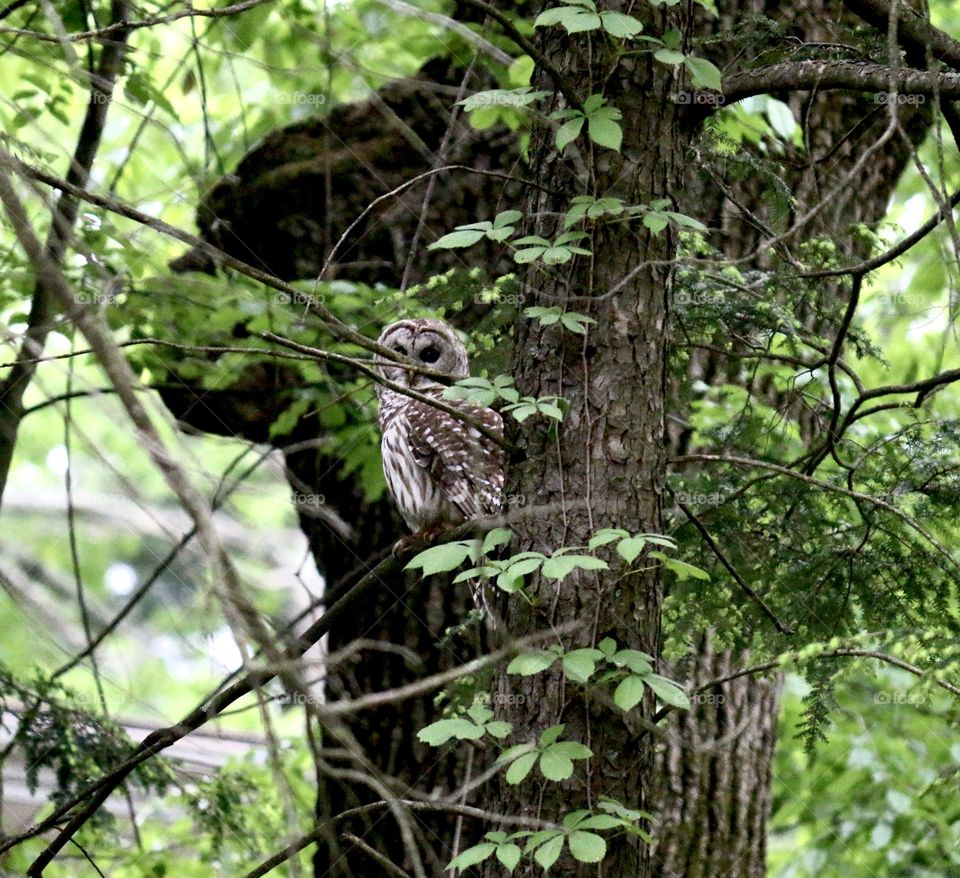 Barred Owl in tree 