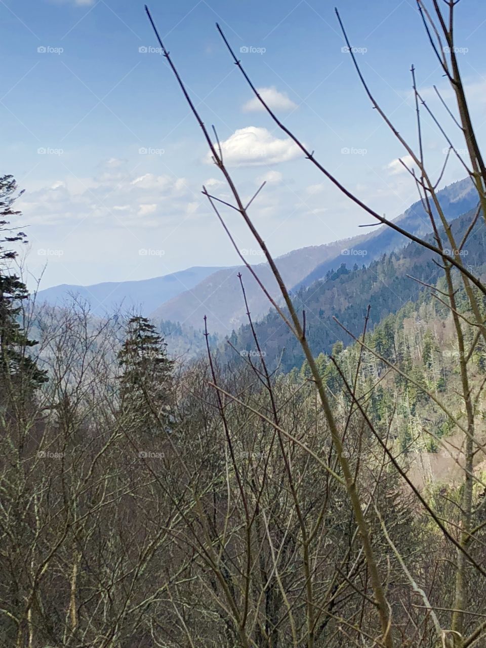 Closeup of the  Smokey Mountains in Tennesee showing off against the sky and some pines and a valley. 
