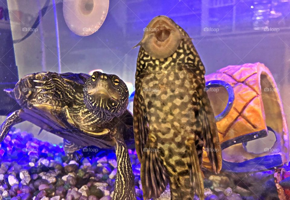 Aquarium pets under blue light