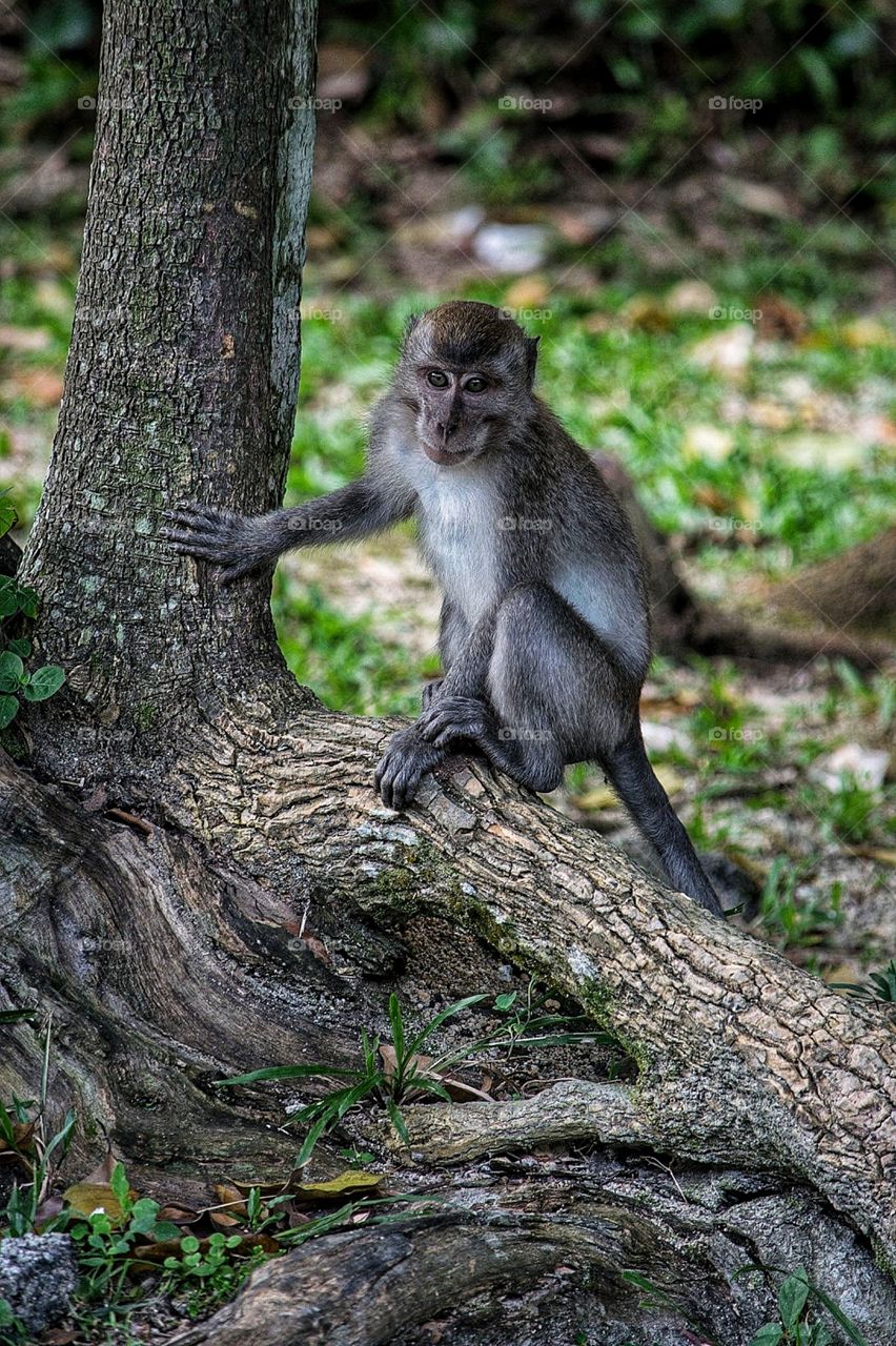 Young Macaque