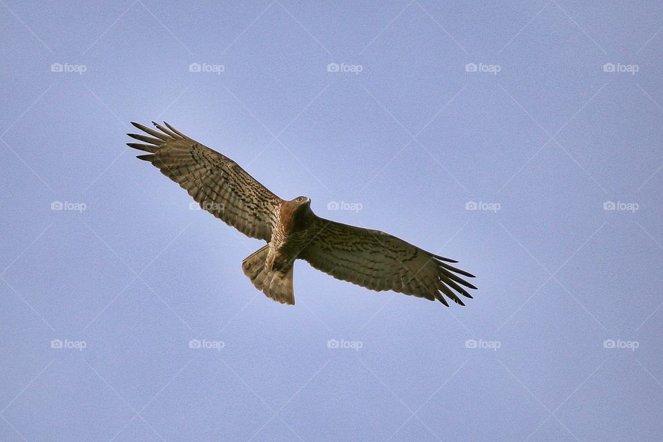 Low angle view of eagle flying in sky