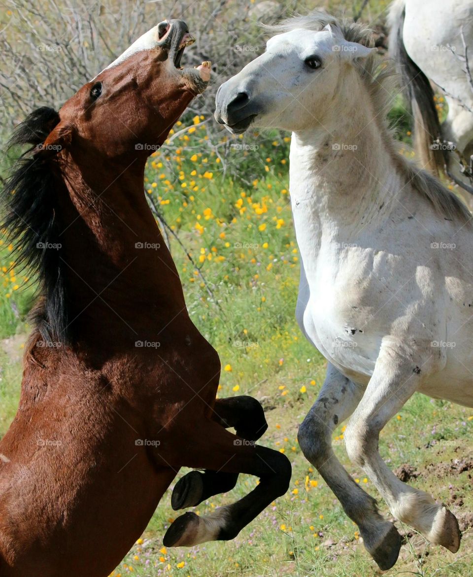 Wild Stallions Sparring in Desert