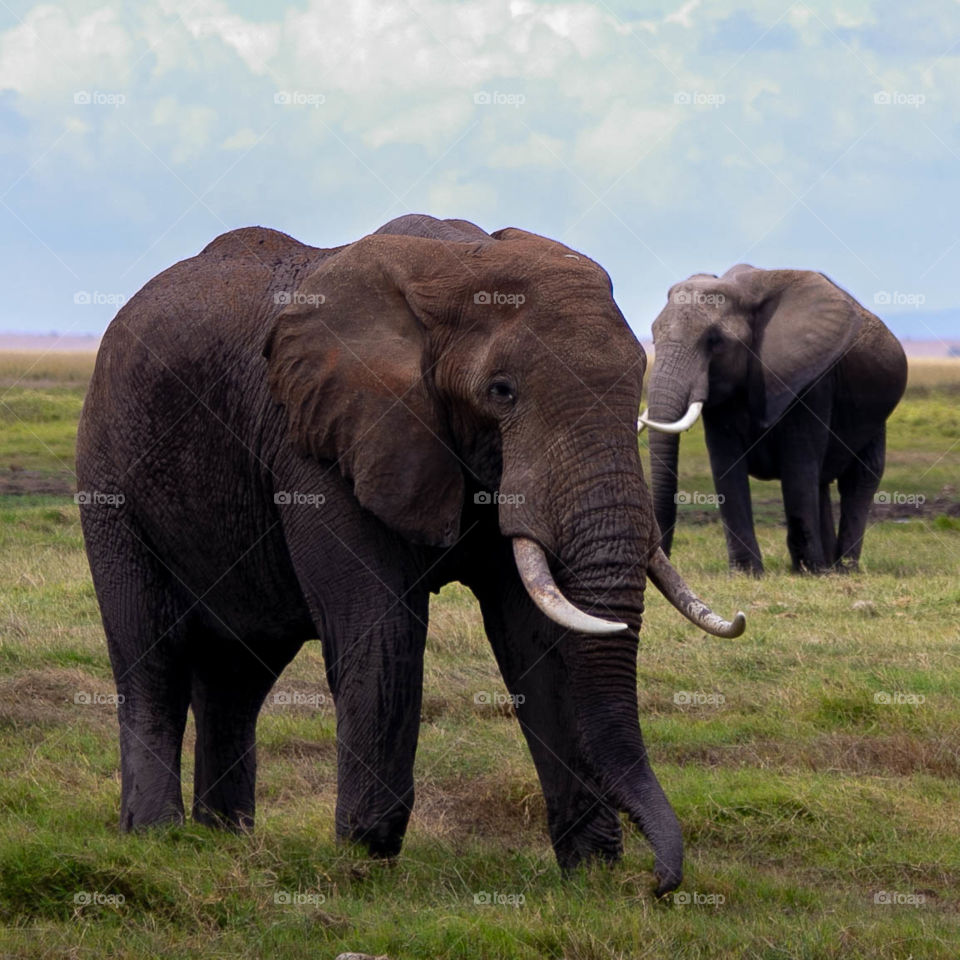 Elephants grazing