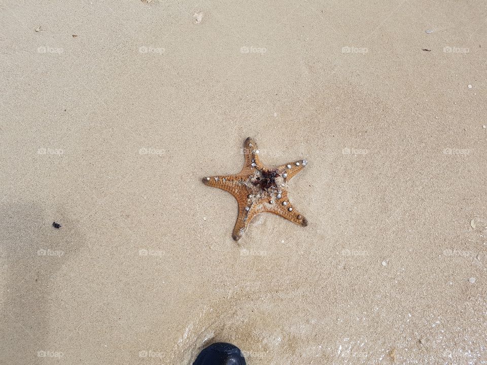 imperfect starfish