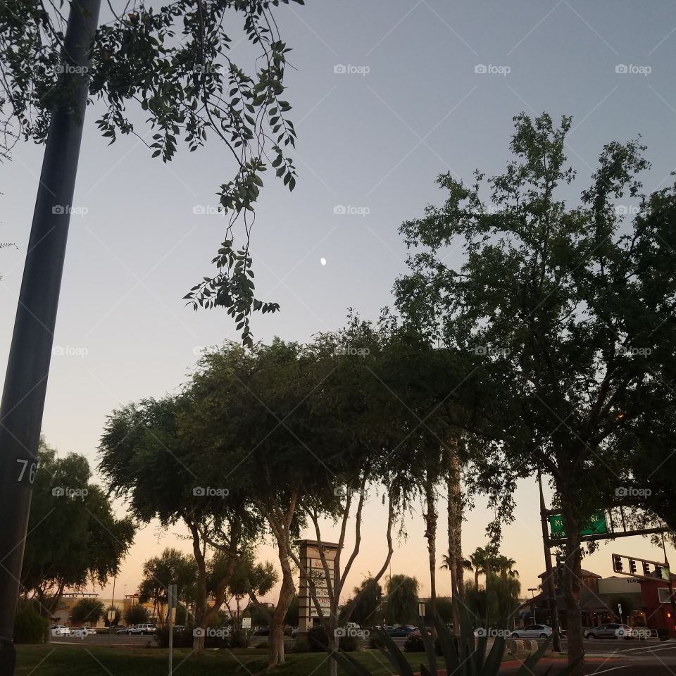 Tree, No Person, Park, Landscape, Outdoors