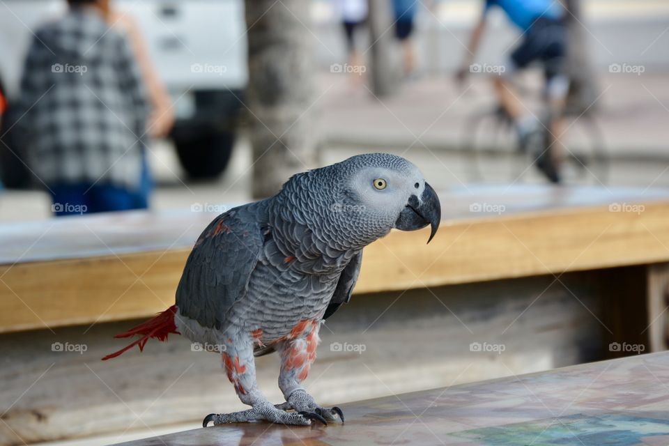 Parrot standing at a beach bar